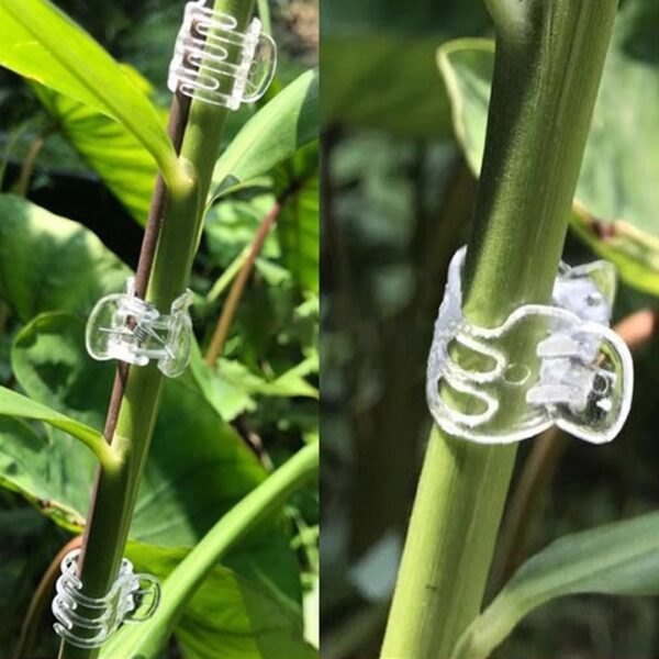 Transparent Phalaenopsis Orchid Clip - Image 2