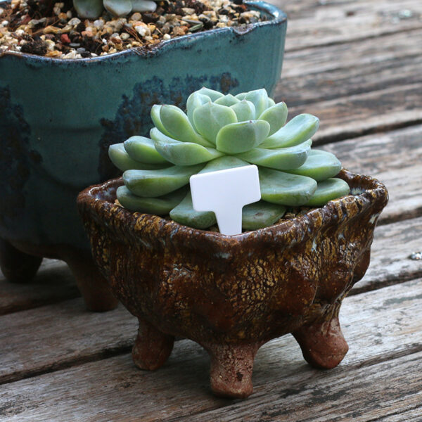 Succulent T-Type Label - Image 2