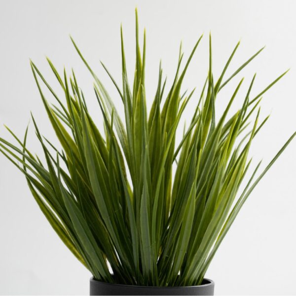 Small Spring Grass Potted Green Plant - Image 3