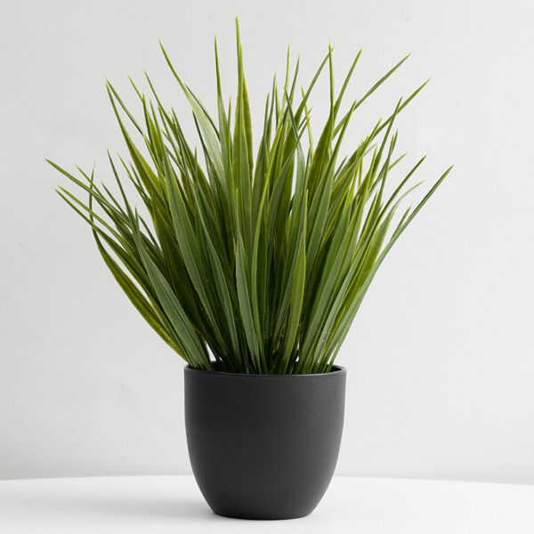 Small Spring Grass Potted Green Plant